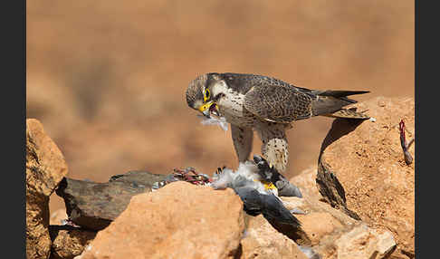 Lannerfalke sspec.1 (Falco biarmicus erlangeri)