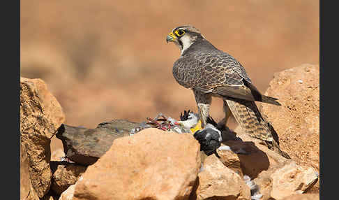 Lannerfalke sspec.1 (Falco biarmicus erlangeri)