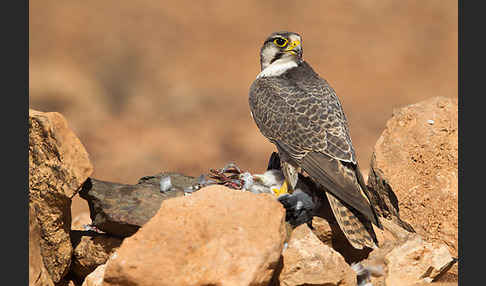 Lannerfalke sspec.1 (Falco biarmicus erlangeri)