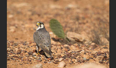 Lannerfalke sspec.1 (Falco biarmicus erlangeri)