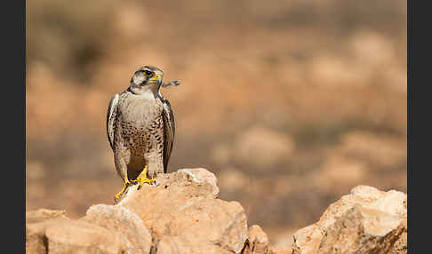 Lannerfalke sspec.1 (Falco biarmicus erlangeri)