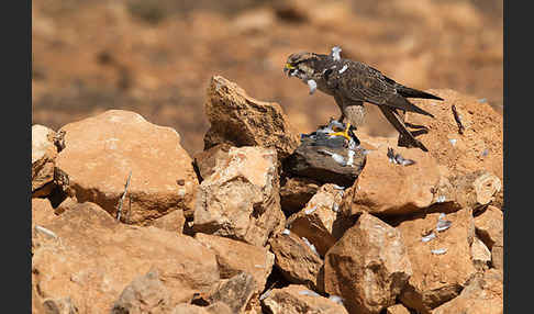 Lannerfalke sspec.1 (Falco biarmicus erlangeri)