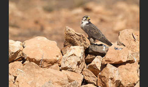 Lannerfalke sspec.1 (Falco biarmicus erlangeri)