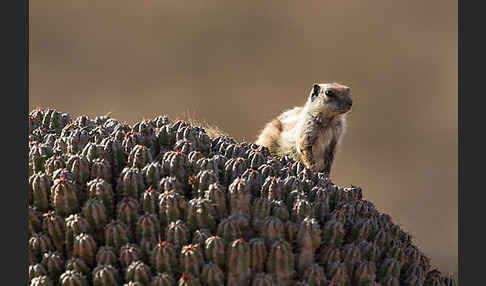 Atlashörnchen (Atlantoxerus getulus)