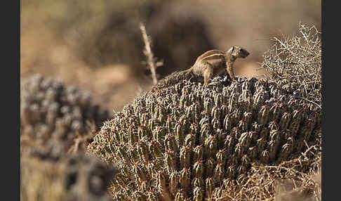 Atlashörnchen (Atlantoxerus getulus)