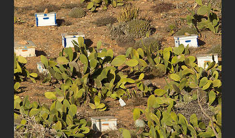 Marokko (Morocco)