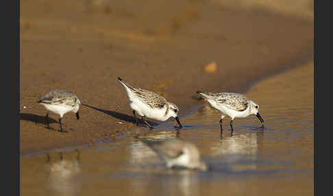 Sanderling (Calidris alba)