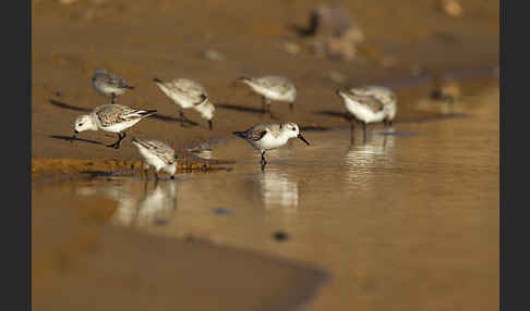 Sanderling (Calidris alba)