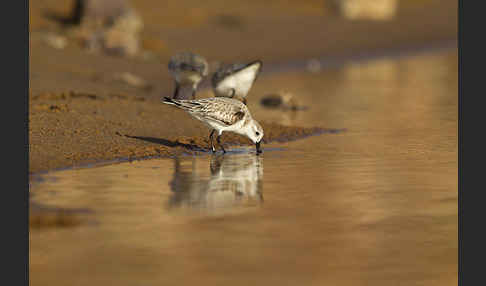 Sanderling (Calidris alba)