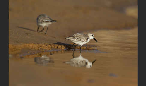 Sanderling (Calidris alba)