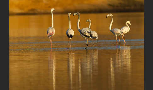 Rosaflamingo (Phoenicopterus roseus)