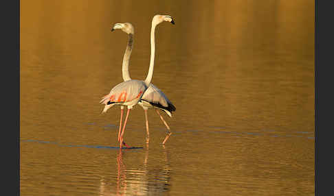 Rosaflamingo (Phoenicopterus roseus)