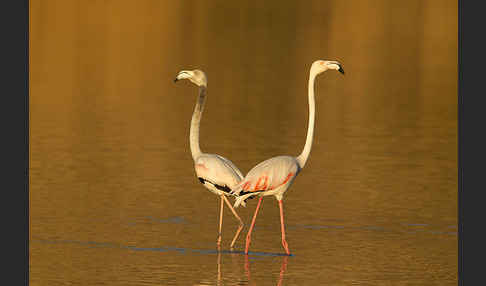 Rosaflamingo (Phoenicopterus roseus)