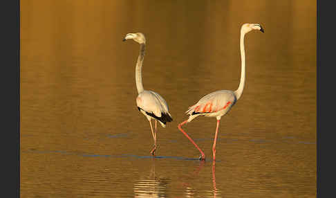 Rosaflamingo (Phoenicopterus roseus)