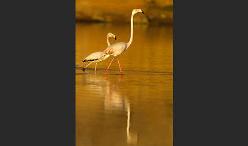 Rosaflamingo (Phoenicopterus roseus)