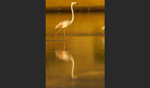 Rosaflamingo (Phoenicopterus roseus)