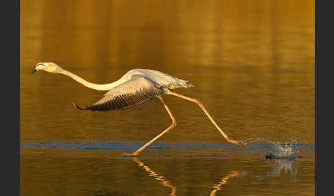 Rosaflamingo (Phoenicopterus roseus)