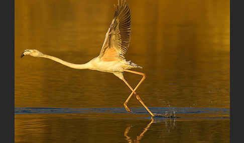 Rosaflamingo (Phoenicopterus roseus)