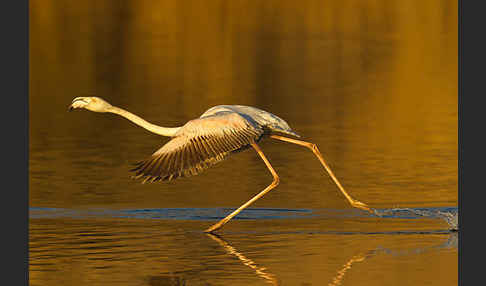 Rosaflamingo (Phoenicopterus roseus)