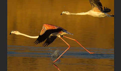 Rosaflamingo (Phoenicopterus roseus)