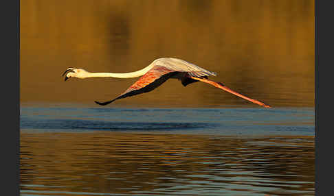 Rosaflamingo (Phoenicopterus roseus)