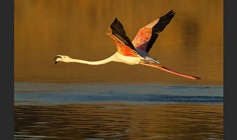 Rosaflamingo (Phoenicopterus roseus)