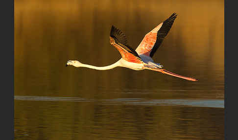 Rosaflamingo (Phoenicopterus roseus)