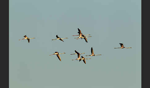 Rosaflamingo (Phoenicopterus roseus)