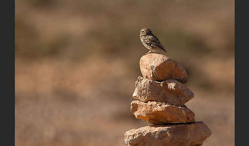 Steinkauz (Athene noctua)