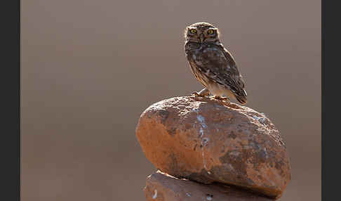 Steinkauz (Athene noctua)