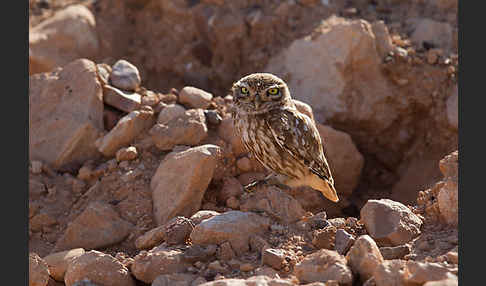 Steinkauz (Athene noctua)