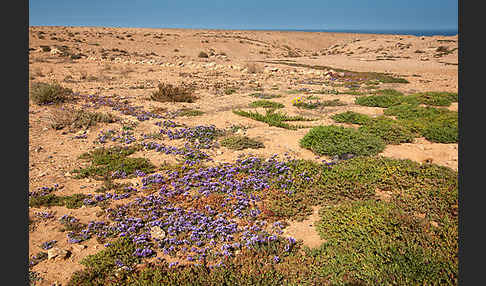 Strandflieder (Limonium spec.)