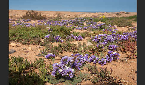 Strandflieder (Limonium spec.)