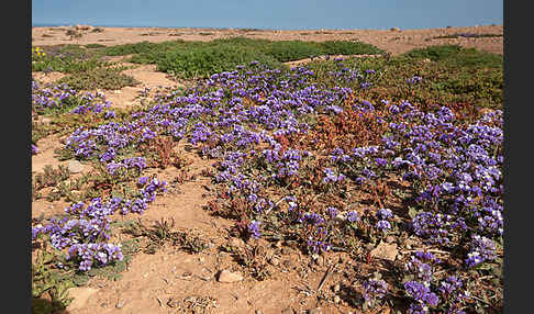 Strandflieder (Limonium spec.)