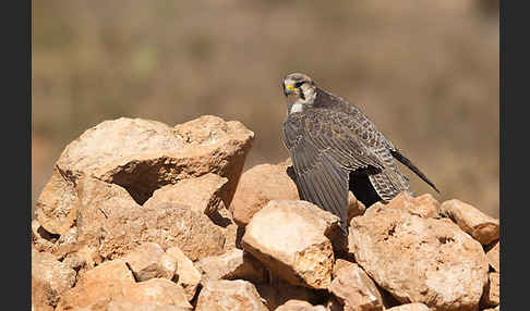 Lannerfalke sspec.1 (Falco biarmicus erlangeri)