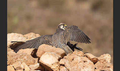 Lannerfalke sspec.1 (Falco biarmicus erlangeri)