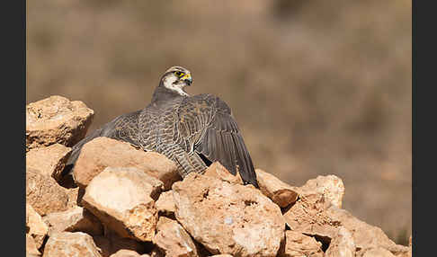 Lannerfalke sspec.1 (Falco biarmicus erlangeri)