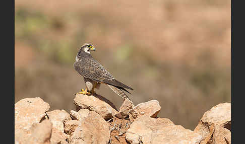 Lannerfalke sspec.1 (Falco biarmicus erlangeri)