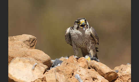 Lannerfalke sspec.1 (Falco biarmicus erlangeri)