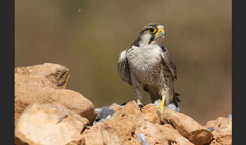 Lannerfalke sspec.1 (Falco biarmicus erlangeri)