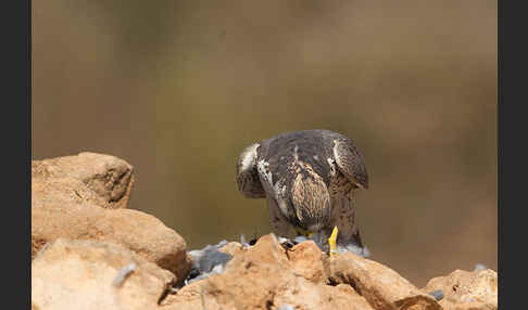 Lannerfalke sspec.1 (Falco biarmicus erlangeri)