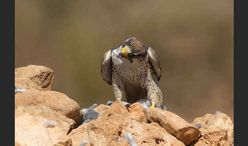 Lannerfalke sspec.1 (Falco biarmicus erlangeri)