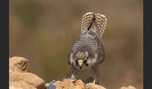 Lannerfalke sspec.1 (Falco biarmicus erlangeri)