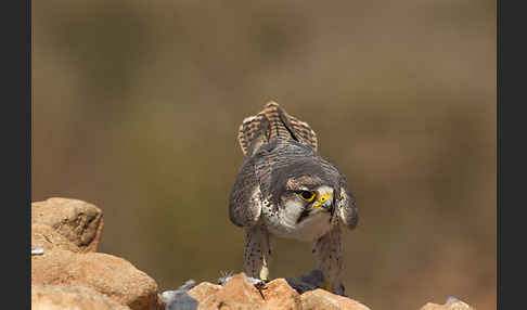 Lannerfalke sspec.1 (Falco biarmicus erlangeri)