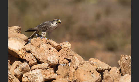 Lannerfalke sspec.1 (Falco biarmicus erlangeri)