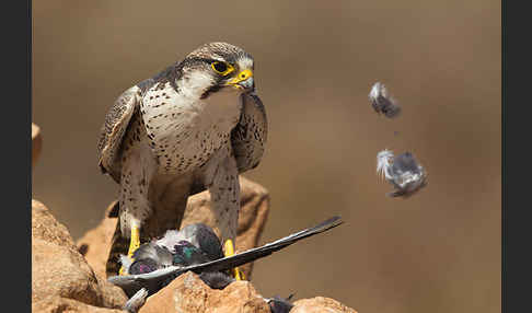 Lannerfalke sspec.1 (Falco biarmicus erlangeri)