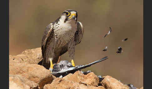 Lannerfalke sspec.1 (Falco biarmicus erlangeri)