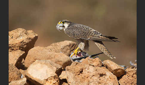 Lannerfalke sspec.1 (Falco biarmicus erlangeri)