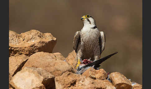 Lannerfalke sspec.1 (Falco biarmicus erlangeri)