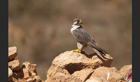 Lannerfalke sspec.1 (Falco biarmicus erlangeri)